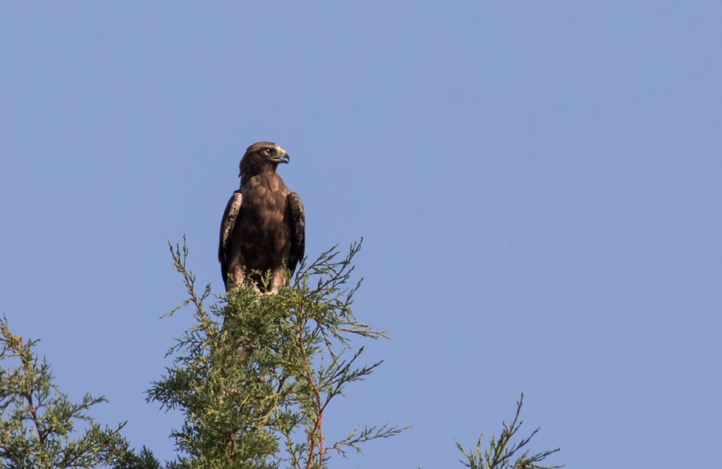 Aquila minore (Hieraaetus pennatus), morfismo scuro